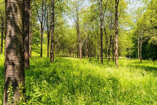 Free Stock Photo of Into the Woods