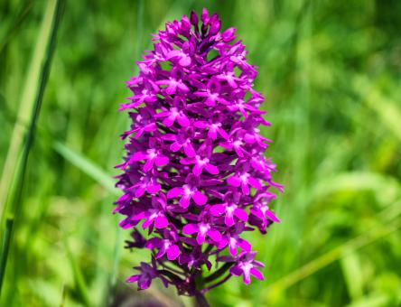 Free Stock Photo of Wild Orchid