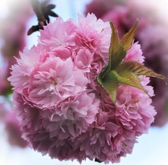 Free Stock Photo of Cherry Blossom