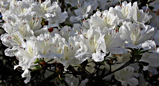 Free Stock Photo of Fresh Rhododendron