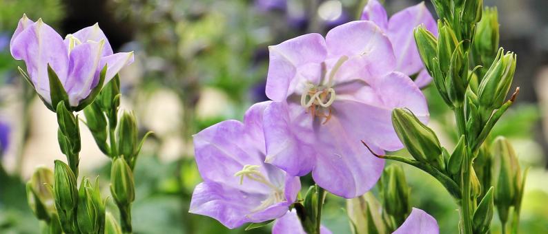 Free Stock Photo of Bell Flower