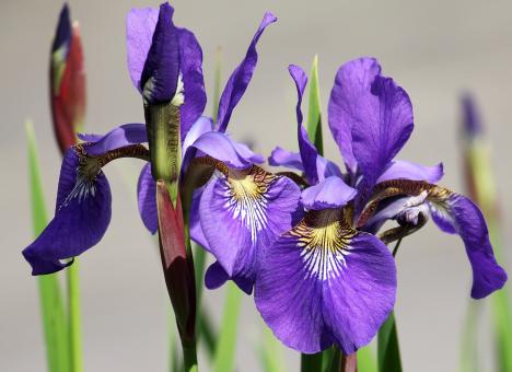 Free Stock Photo of Fresh Iris
