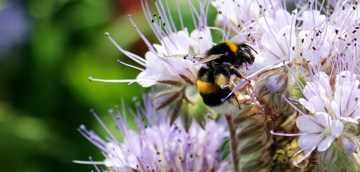 Free Stock Photo of Bee on the Flowers