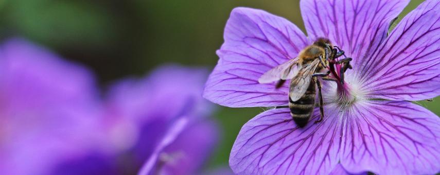 Free Stock Photo of Bee on the Cranesbill