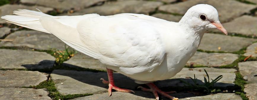 Free Stock Photo of White Dove