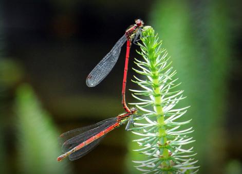 Free Stock Photo of Dragonfly Macro
