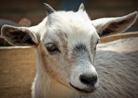 Free Stock Photo of Goat Closeup