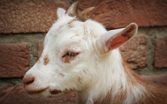 Free Stock Photo of Goat Closeup
