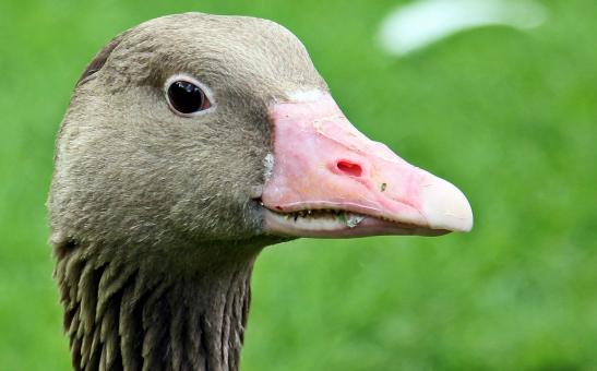Free Stock Photo of Goose Closeup