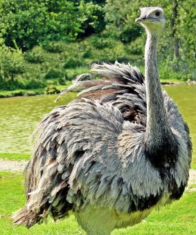 Free Stock Photo of Rhea Bird
