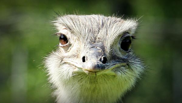 Free Stock Photo of Rhea Bird