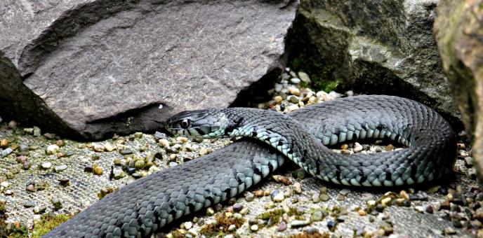 Free Stock Photo of Grass Snake