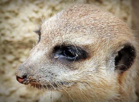 Free Stock Photo of Wild Meerkat