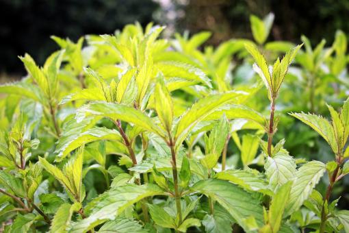 Free Stock Photo of Pepper Mint