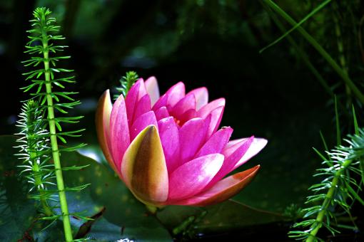 Free Stock Photo of Water Lily