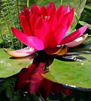 Free Stock Photo of Water Lily