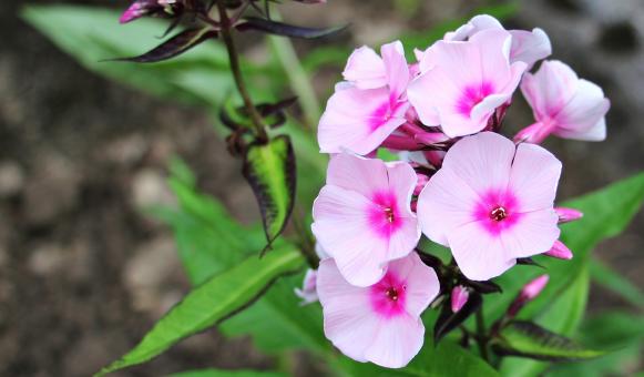 Free Stock Photo of Fresh Phlox