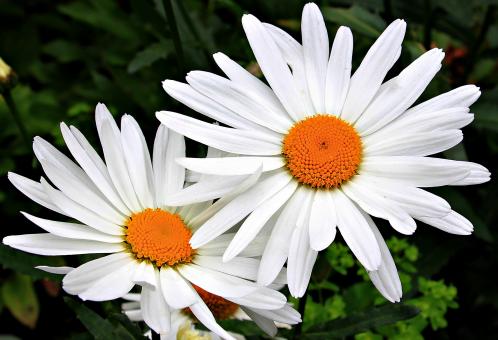 Free Stock Photo of Daisies in the Garden