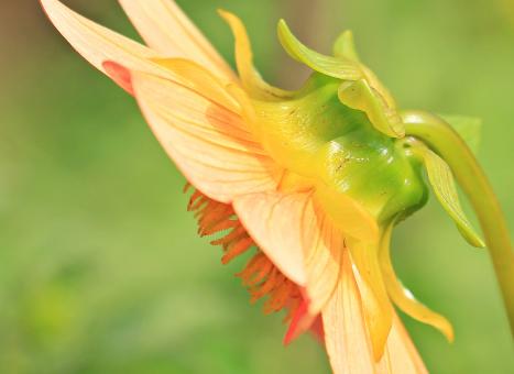 Free Stock Photo of Fresh Dahlia