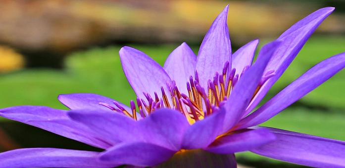 Free Stock Photo of Water Lily