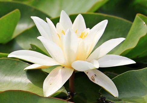 Free Stock Photo of Water Lily