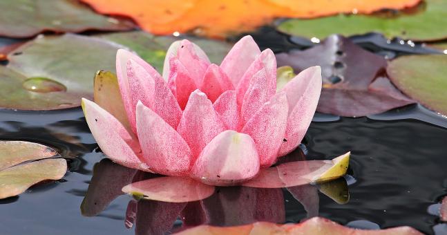 Free Stock Photo of Water Lily