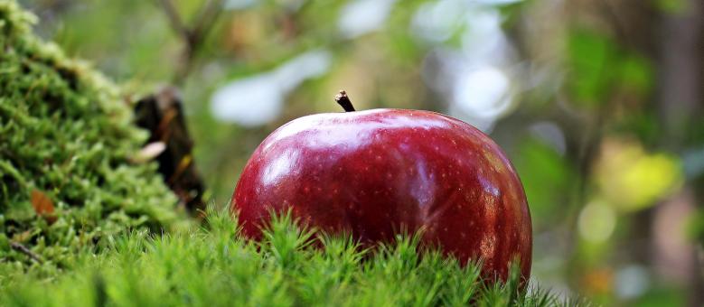 Free Stock Photo of Fresh Apple