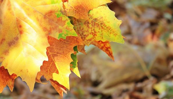 Free Stock Photo of Fallen Leaves