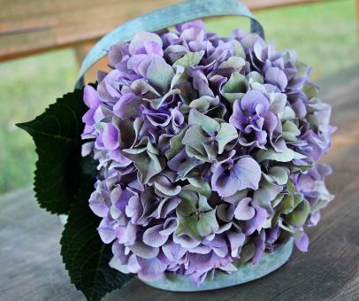 Free Stock Photo of Fresh Hydrangea