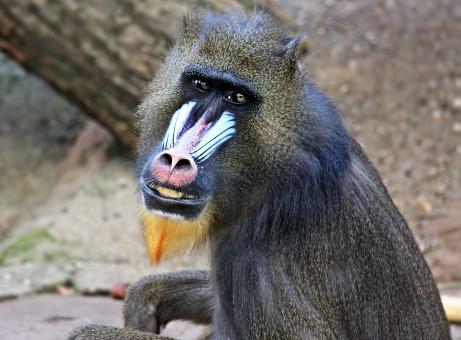 Free Stock Photo of Monkey in the Jungle