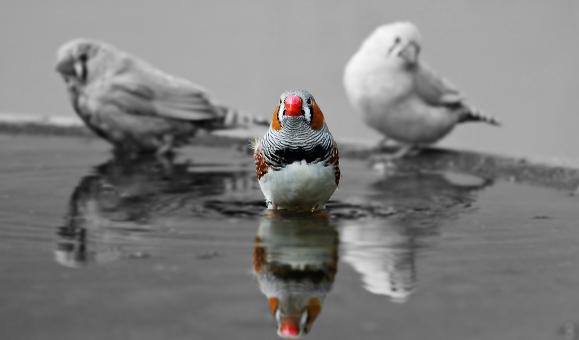 Free Stock Photo of Zebra Finch