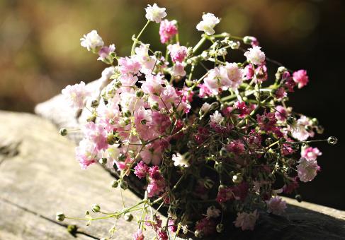 Free Stock Photo of Bag of Gypsofilia Seed