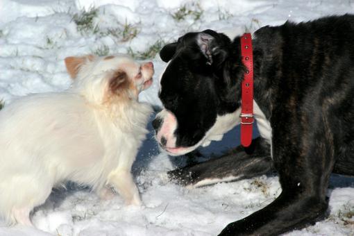 Free Stock Photo of Dogs Playing