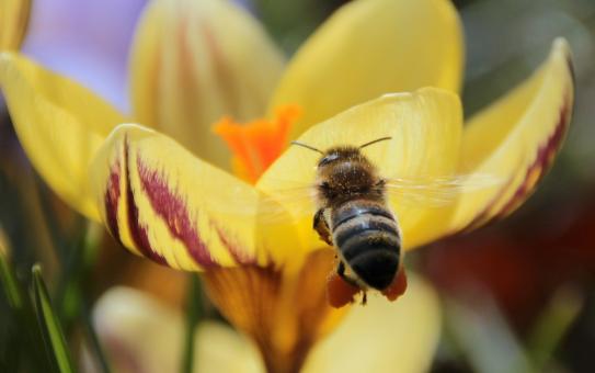 Free Stock Photo of Bee in the Garden