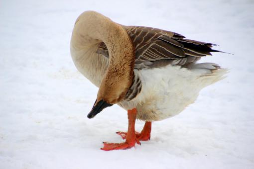 Free Stock Photo of Goose in Winter