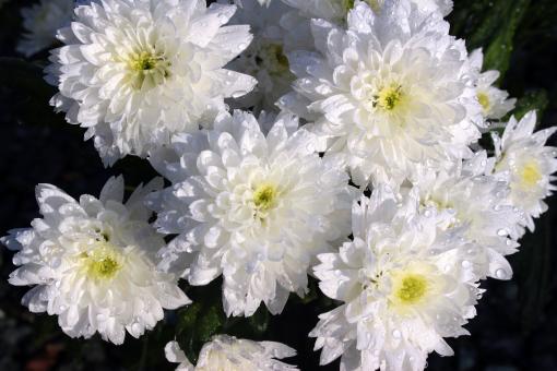 Free Stock Photo of Fresh Chrysanthemums