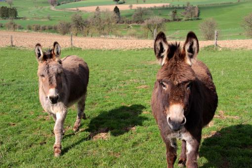 Free Stock Photo of Donkeys in the Farm