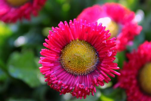 Free Stock Photo of Geese Flower