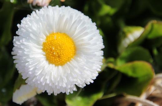 Free Stock Photo of Geese Flower