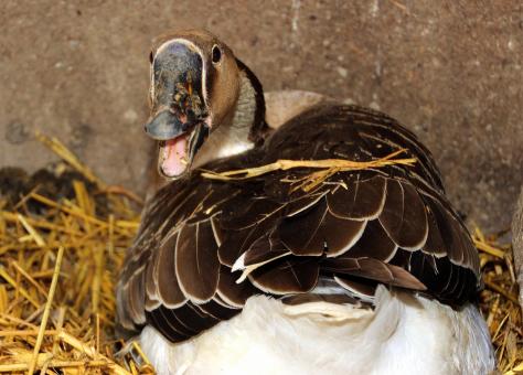 Free Stock Photo of Wild Goose