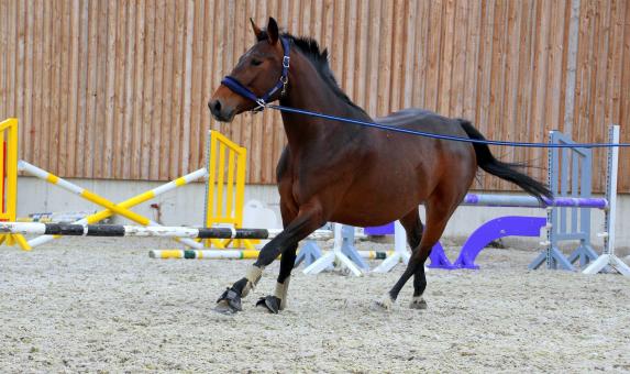 Free Stock Photo of Horse Stable 