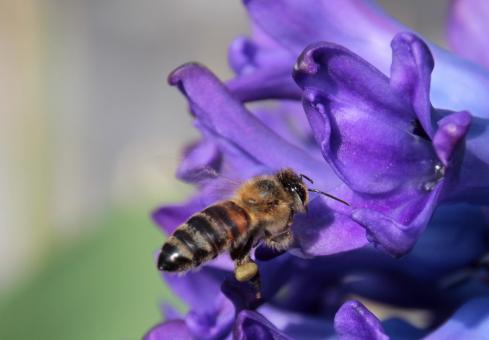 Free Stock Photo of Bee in the Garden