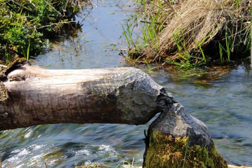 Free Stock Photo of Fallen Tree
