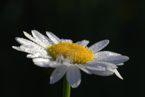 Free Stock Photo of Fresh Daisy