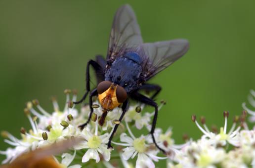 Free Stock Photo of Fly in the Garden