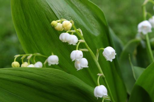 Free Stock Photo of Lily of the Valley