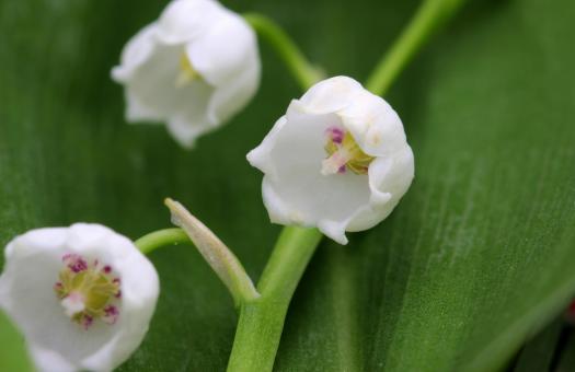Free Stock Photo of Lily of the Valley