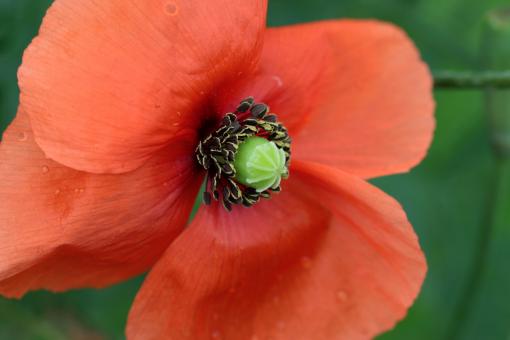 Free Stock Photo of Fresh Poppy