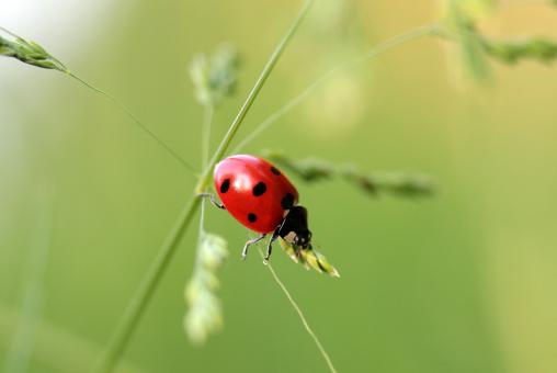 Free Stock Photo of Asian Ladybug