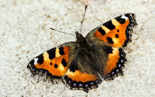 Free Stock Photo of Butterfly Closeup